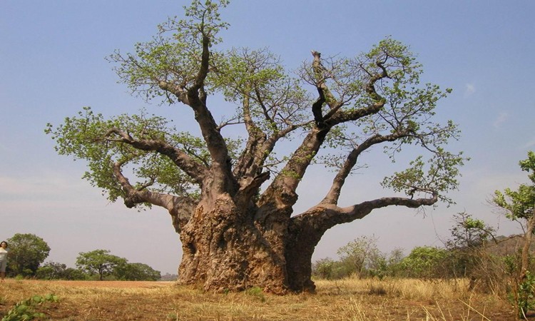 baobab 1