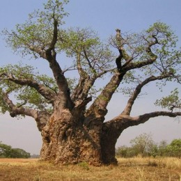 baobab-260x260 Bájky spod baobabu a ich tajomstvá: Prečo Bájky spod baobabu a nie Bájky spod čerešne?  