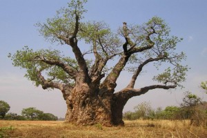 baobab-300x200 Bájky spod baobabu a ich tajomstvá: Prečo Bájky spod baobabu a nie Bájky spod čerešne?  